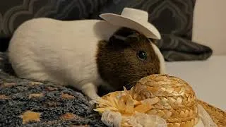 Thumbnail: Which Hat Looks Better On My Guinea Pig?