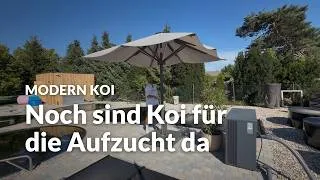 Thumbnail: Zu Besuch bei Matze bei Koi Zossen: So lief die Saison | Modern Koi Blog #8325