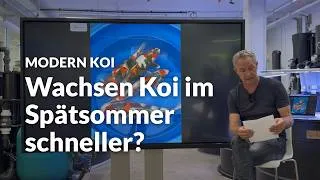 Thumbnail: Wachsen Koi von August bis Oktober am besten? | Modern Koi Blog #8320