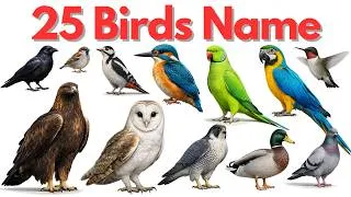 Thumbnail: 25 Birds Name | 25 पक्षियों के नाम | Birds for Kids | Birds Name English to Hindi With Pictures