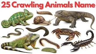 Thumbnail: 25 Crawling Animals Names for Kids in English & Hindi 🐍🐊 | रेंगने वाले जीव | Learn Animals