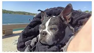 Thumbnail: Rodeo Dog - Tuxedo Angel | Boston Terrier Tribute