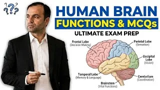 Thumbnail: Functions of Human Brain MCQs | MDCAT Biology MCQs with Explanations | FSc Biology