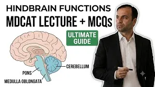 Thumbnail: Hindbrain Functions Explained | MDCAT Biology Lecture  | Cerebellum, Pons & Medulla | FSc Biology