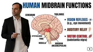 Thumbnail: Human Brain Functions: Midbrain | MDCAT Biology Prep