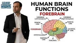 Thumbnail: Human Brain Functions (Forebrain) | MDCAT Biology Lecture 2026 | Cerebrum, Thalamus & Hypothalamus 