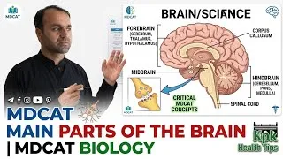 Thumbnail: Main Parts of the Human Brain | Complete Brain Structure & Functions | MDCAT Biology | FSc Biology 