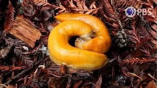 Thumbnail: The Slimy Details Behind Banana Slug Mating