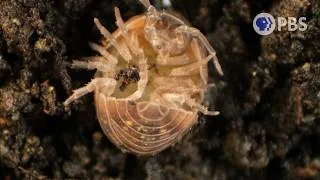 Thumbnail: Release The Brood! Roly-poly Birthing Is Intense