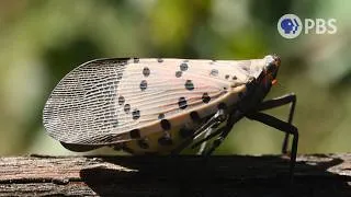 Thumbnail: Spotted Lanternflies are The Ultimate Party Crashers