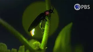 Thumbnail: The Shiniest Skill in Nature | Big Ideas