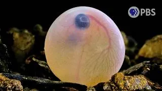 Thumbnail: Why Mammals Gave Up On Laying Eggs
