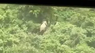 Thumbnail: When Warplanes Meet the Wild: PMC Crew Films Elephants in African Jungle 
