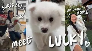 Thumbnail: WE GOT A PUPPY!!! Lucky's first few days at home 🏡🐾 *surprise vlog*