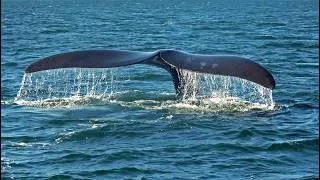 Thumbnail: Newton's Apple 707: Whale Watch, Sunspots & Skunk