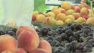 Thumbnail: 'That's special, that's rare': A look into ABQ Downtown Growers' Market amid 30 year celebration