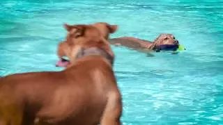 Thumbnail: Great Falls dogs splash into Electric City Waterpark for Drool in the Pool