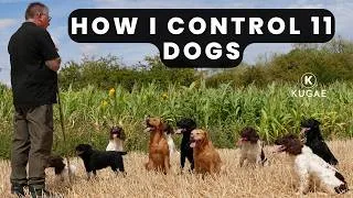 Thumbnail: 11 Dogs, One Handler – Gundog Control in the Field