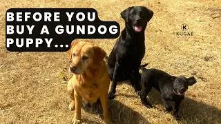 Thumbnail: The Do's And Don'ts Of Buying A Puppy