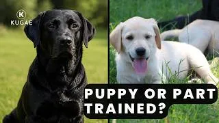 Thumbnail: Should You Buy a Puppy or a Part Trained Gundog?