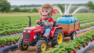 Thumbnail: 🚜🍓 Monkey NaNa Waters the Strawberry Field and Finds a Heartwarming Surprise! 😍 – NANA MONKEY LIFE
