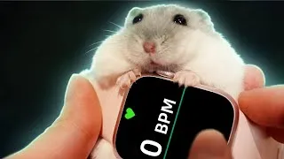 Thumbnail: Hampter Heartbeat