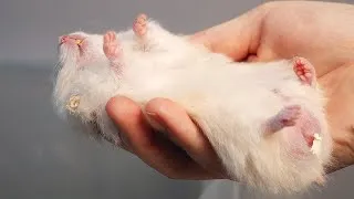Thumbnail: How to Revive a Hamster that LOOKS Dead