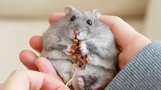 Thumbnail: I wish hamsters could live longer