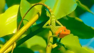 Thumbnail: Lizard Movement Time-Lapse 🦎