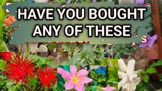 Thumbnail: WHICH PERMANENT BEAUTIFUL PLANTS TO BUY FROM THE NURSERIES 