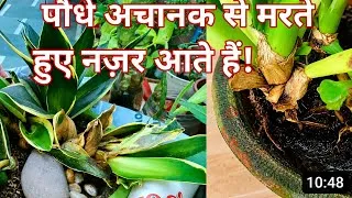 Thumbnail: DYING PLANTS!! TAKE IMMEDIATE ACTION 