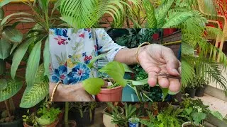 Thumbnail: PLANTS CARE IN HOT WEATHER.WIRE DIY IDEA To MAKE PLANTS BUSHY 