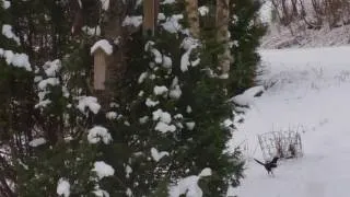 Thumbnail: Feeding birds in the winter time.