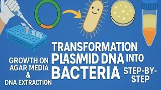 Thumbnail: Transformation of Plasmid DNA into Bacteria | Growth on Agar Media & DNA Extraction Step-by-Step
