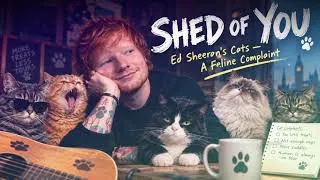 Thumbnail: [LABUE MUSIC] SHED OF YOU : Ed Sheeran’s Cats — A Feline Complaint ft. SHAPE OF YOU (AI)