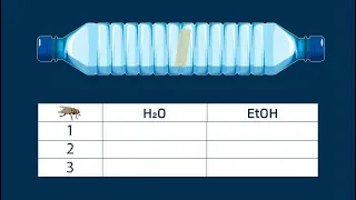 Thumbnail: Simulation Video Walkthrough: Histogram and Chi-Square Analysis of Chemotaxis Data