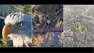 Thumbnail: KAYDEE VISITS THE NEST, CATCHES A FISH & EATS ON TP & SPENDS NIGHT WITH SHADOW IN ROOST TREE 8.29.26