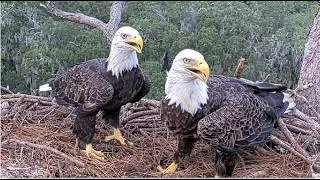 Thumbnail: NEFL Eagles ~ GABBY & BEAU REUNITED 💕 NESTORATIONS UNDERWAY w/ BEAU BRINGING IN 1ST STICK! 8.29.26