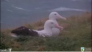 Thumbnail: Royal Albatross ~ WYL Waits For Wandering Awheo To Return To His Nest For A Feeding! ༄˖°.🍃 8.27.26