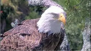 Thumbnail: NEFL Eagles ~ GABBY IS HOME!! 🎉 SHE ARRIVED BACK EARLY WITH FULL VOCALS! 📣 🎉  8.29.26