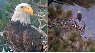 Thumbnail: KAYDEE & SHADOW MORNING CHORTLES! 💖 KAYDEE BRINGS PREY & EATS DINNER BEFORE VISITING NEST! 8.28.26