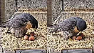 Thumbnail: 367 Collins St Falcons ~ AND THEN THERE WERE THREE! MUM LAYS EGG #3! CONGRATULATIONS! 2026 Aug 28th
