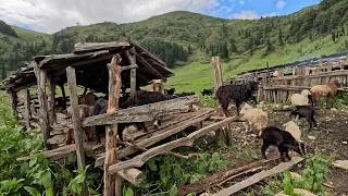 Thumbnail: simple life in the high pastureland || @villagefoodkitchen ||