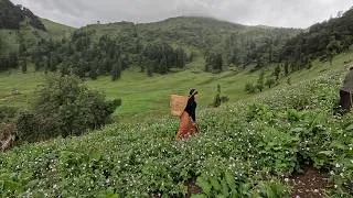 Thumbnail: himalayan herders in summer || lajimbudha ||