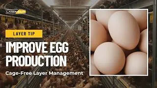 Thumbnail: Layer Management Tips for Better Egg Production in Cage-Free Systems