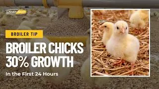 Thumbnail: Broiler Chicks First 24 Hours: Why Early Feeding Can Drive 30% Growth