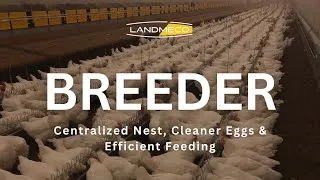 Thumbnail: LANDMECO Broiler Breeder System | Centralized Nest, Cleaner Eggs & Efficient Feeding