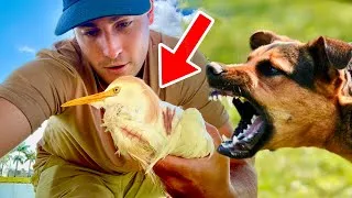 Thumbnail: RESCUED HELPLESS BIRD ATTACKED BY DOGS !!! WHAT HAPPENS ?!