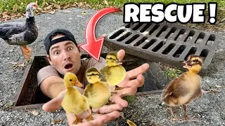 Thumbnail: RESCUED BABY DUCKLINGS TRAPPED IN STORM DRAIN !