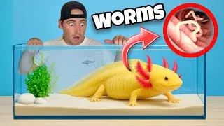 Thumbnail: MY AXOLOTL HAS WORMS ! WILL HE SURVIVE ?!